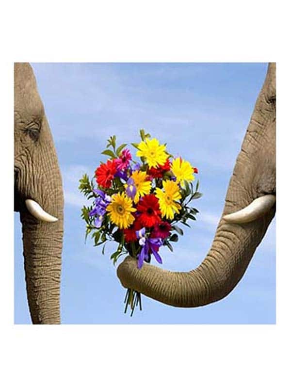 מספר וצבע - פילים עם זר פרחים