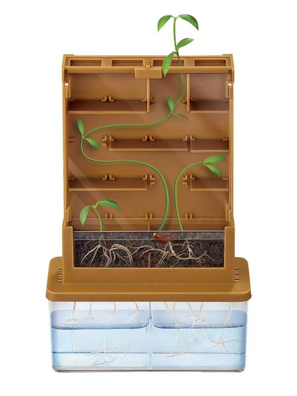 צמיחה במבוך