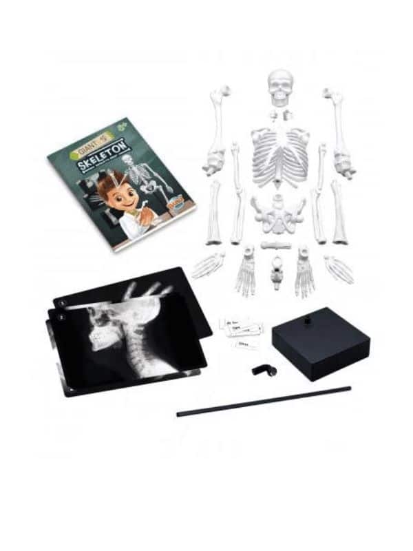 שלד אנושי להרכבה 45 ס"מ (בוקי צרפת)