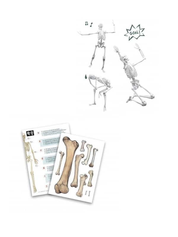 שלד אנושי להרכבה 45 ס"מ (בוקי צרפת)