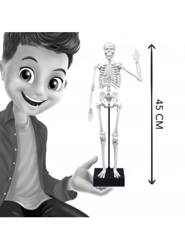 שלד אנושי להרכבה 45 ס"מ (בוקי צרפת)