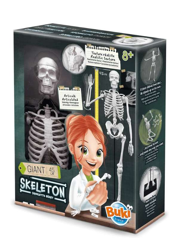 שלד אנושי להרכבה 45 ס"מ (בוקי צרפת)
