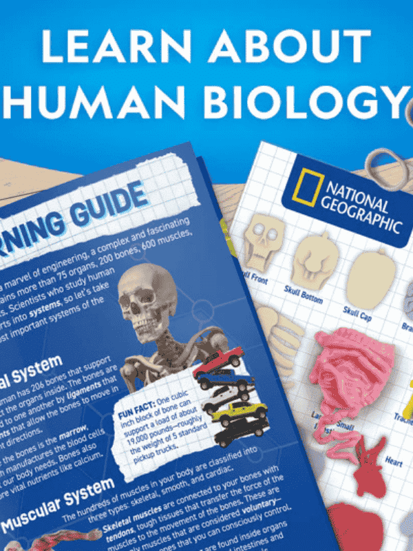 מודל גוף אנושי לילדים שזוהר בחושך - נשיונל ג'יאוגרפיק