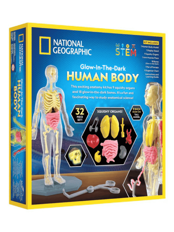 מודל גוף אנושי לילדים שזוהר בחושך - נשיונל ג'יאוגרפיק