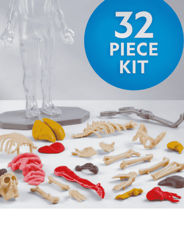 מודל גוף אנושי לילדים שזוהר בחושך - נשיונל ג'יאוגרפיק