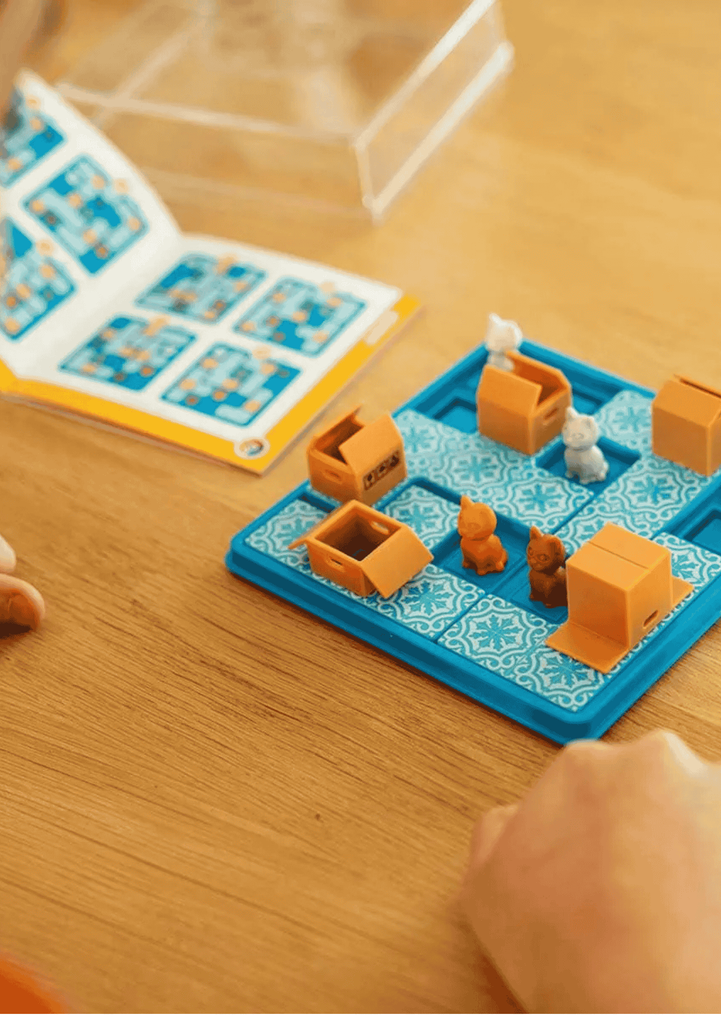 חתולים וקופסאות